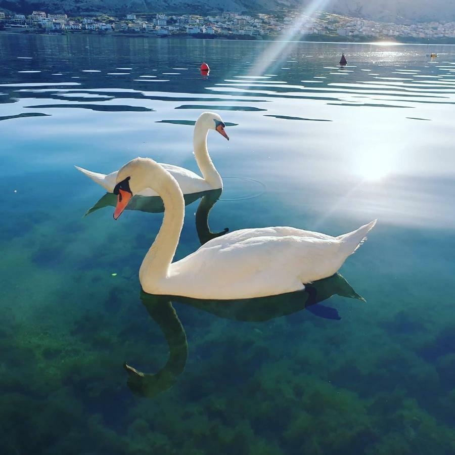 Appartamento Apartman Vesna Pag Pag Town Esterno foto